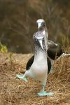 dancing%20blue-footed%20booby.jpg