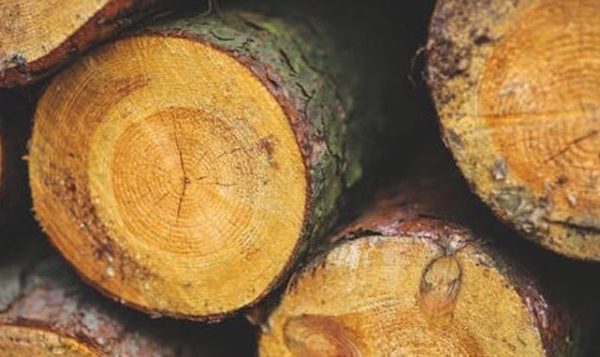 tax basis on timber and easements